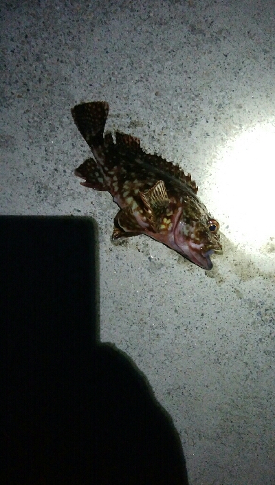 カサゴ1匹！
