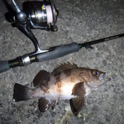 通しでメバリング