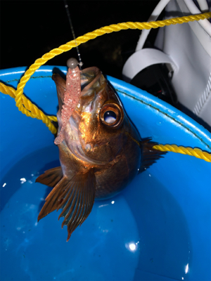 なかなか釣れません