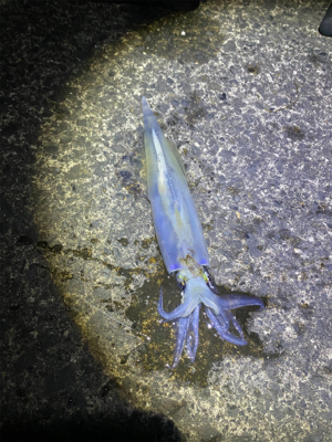 ヤリイカ終盤戦