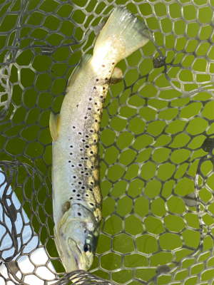 エリアトラウト