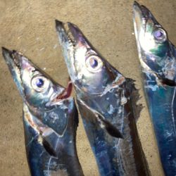 仕事終わりにワインドで良型連発！！