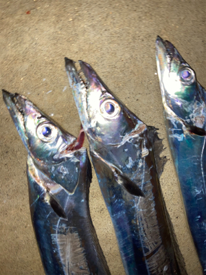 仕事終わりにワインドで良型連発！！