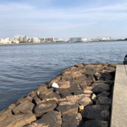 今日は西宮浜でエビ巻きしました。