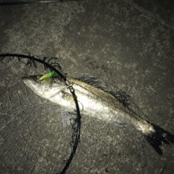 やっと出会えた1本