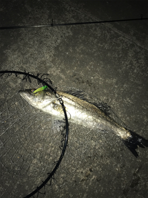 やっと出会えた1本