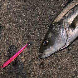 シーバスフィッシング