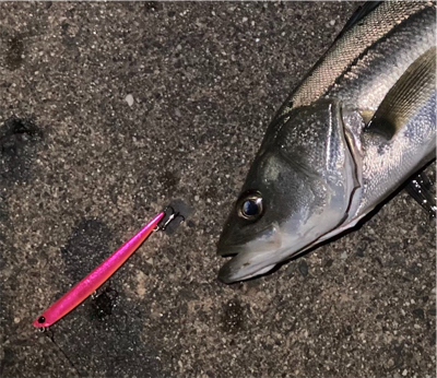 シーバスフィッシング