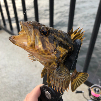 タケノコメバル？