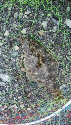 なんとかヒラメ1枚