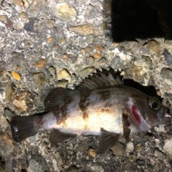 フロートメバルが楽しい