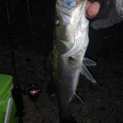 大潮はアジ・メバル渋い?