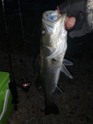 大潮はアジ・メバル渋い?