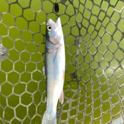 エリアトラウト