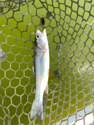 エリアトラウト