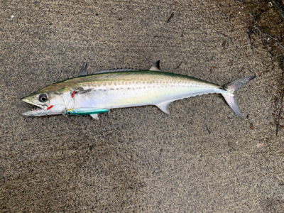 ショアジギング