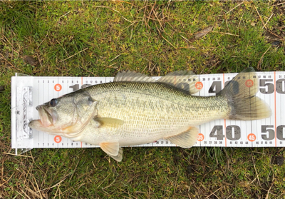 流行りのカバースキャット