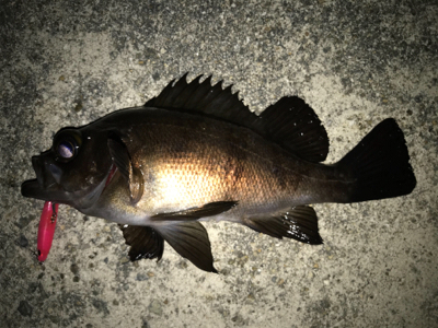 2021ライトゲーム第8戦