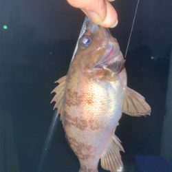 ちっちゃいメバル