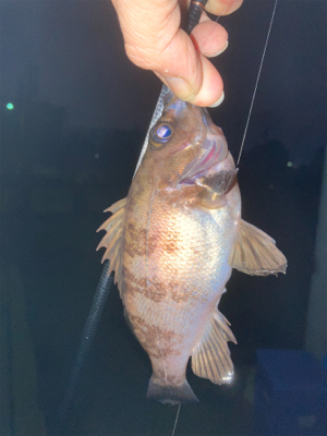 ちっちゃいメバル