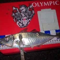 アジング練習 262 南港ジャンボ 尺アジ ABUリアルフィネス69 スローテーパーロッド