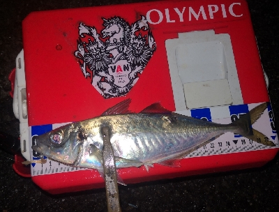 アジング練習　262　南港ジャンボ　尺アジ…