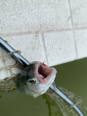 雨の服部緑地は釣りやすい。