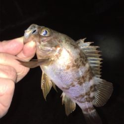 メバル好調です