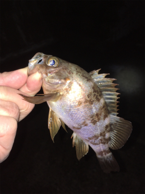 メバル好調です