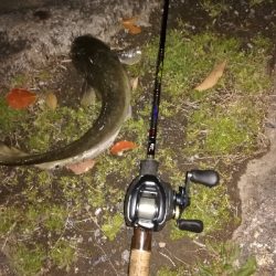 2年ぶりのブラックバス