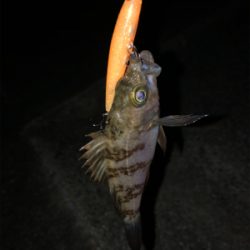 メバルとガシラ の共演