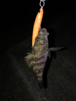 メバルとガシラ の共演