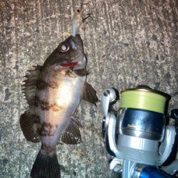 メバルプラッギング