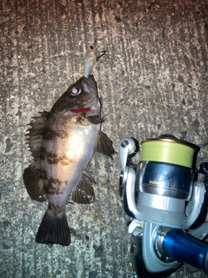 メバルプラッギング