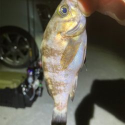 サイズアップ無し