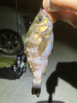 サイズアップ無し