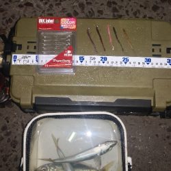 アジング練習　263　INXドラゴンクローラー