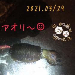 初めまして！アオリイカさん