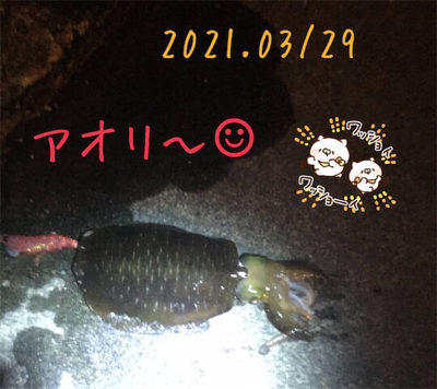 初めまして！アオリイカさん