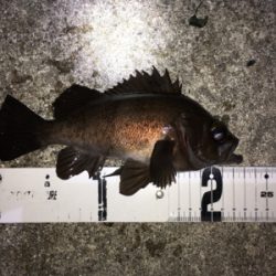 春爆メバリング