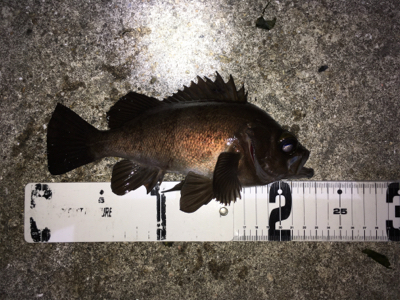 春爆メバリング