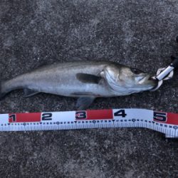 シーバス好調！