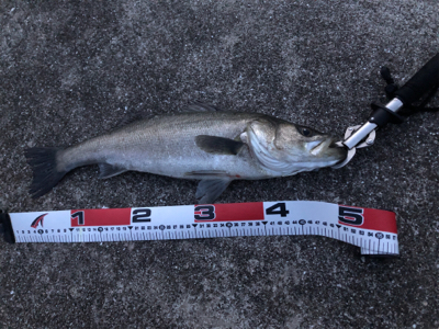 シーバス好調！