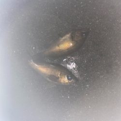 フロートメバリング