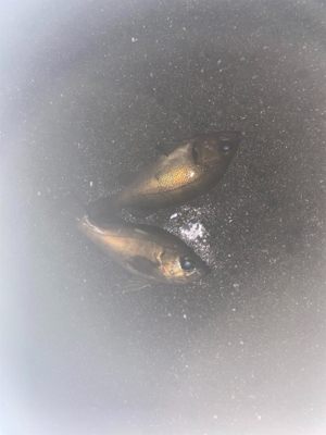 フロートメバリング