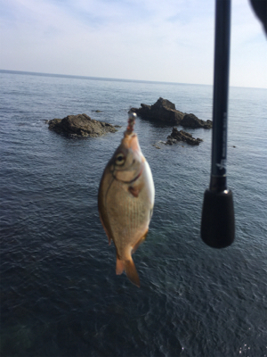 ひさびさの大物