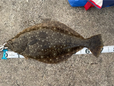 座布団頂きましたpart2