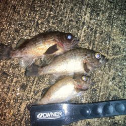 虫ヘッドでメバル