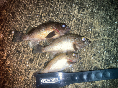 虫ヘッドでメバル