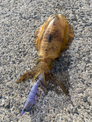 平戸島初釣行！